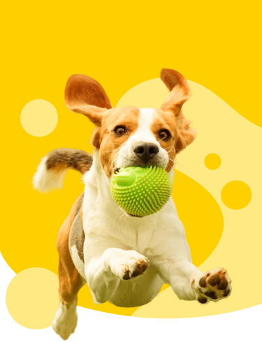 Escuela de Adiestramiento Canino Colsubsidio