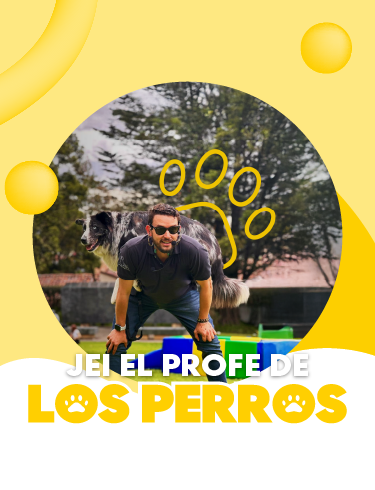 profesor de perros 