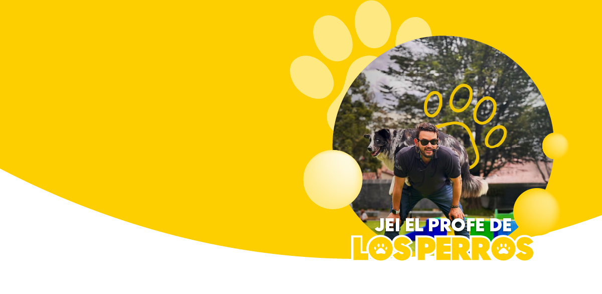 profesor de perros 