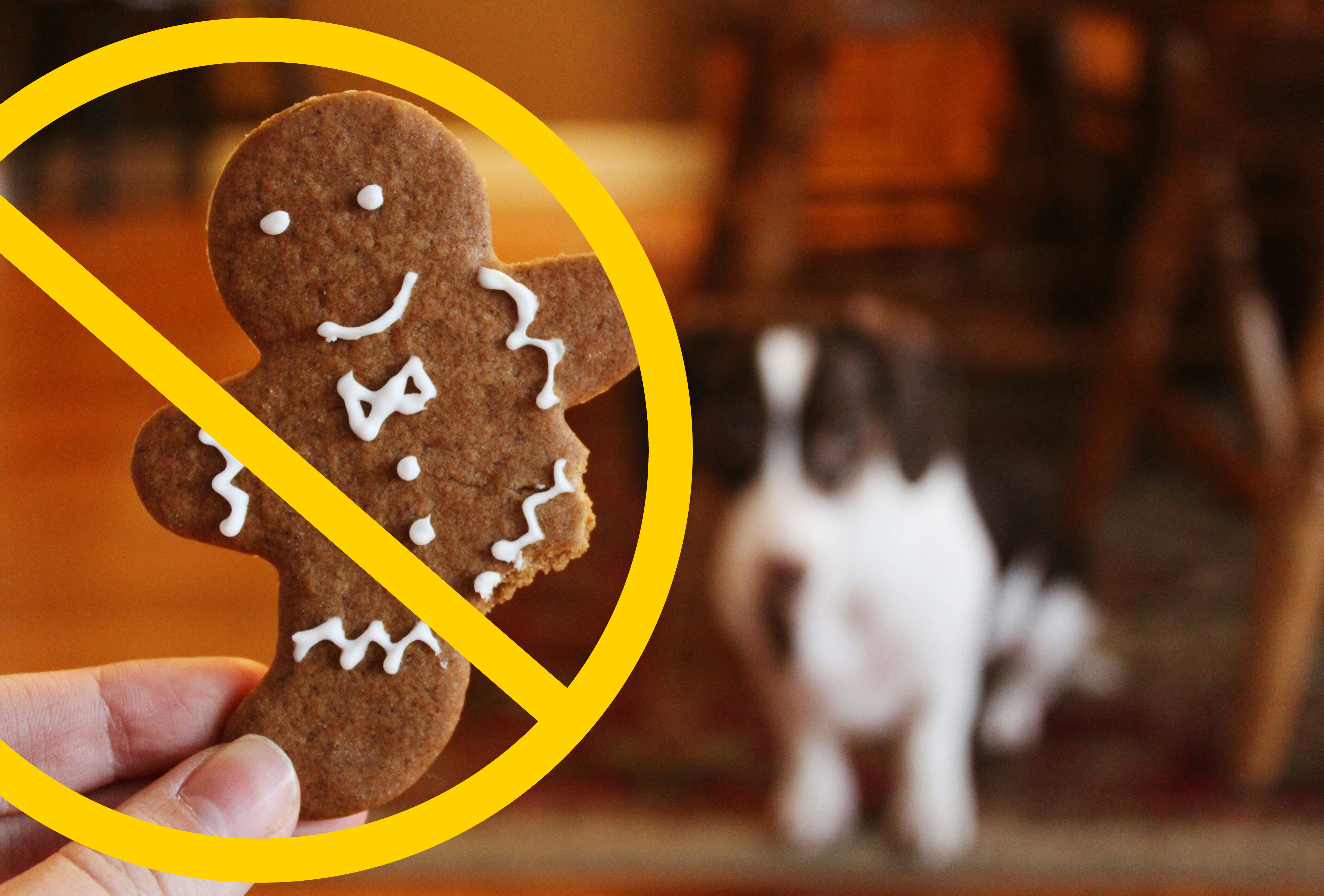 perro salchicha peludo 