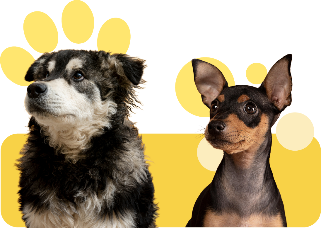 PERROS_CLASE_BENEFICIO