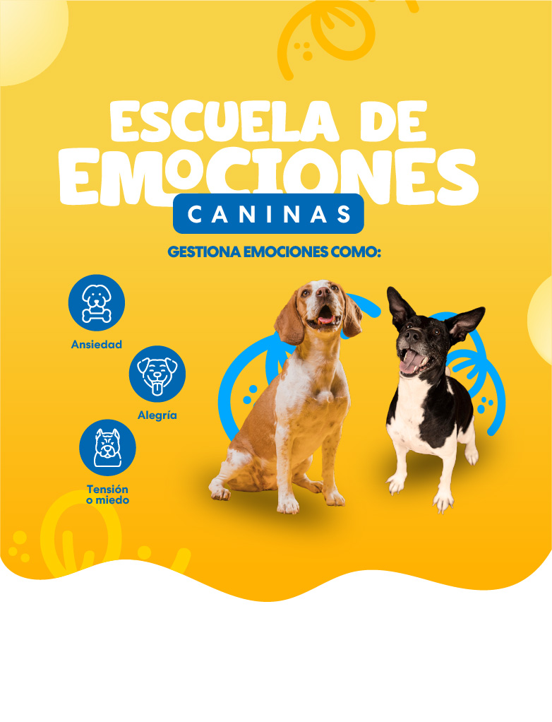 Escuela banner