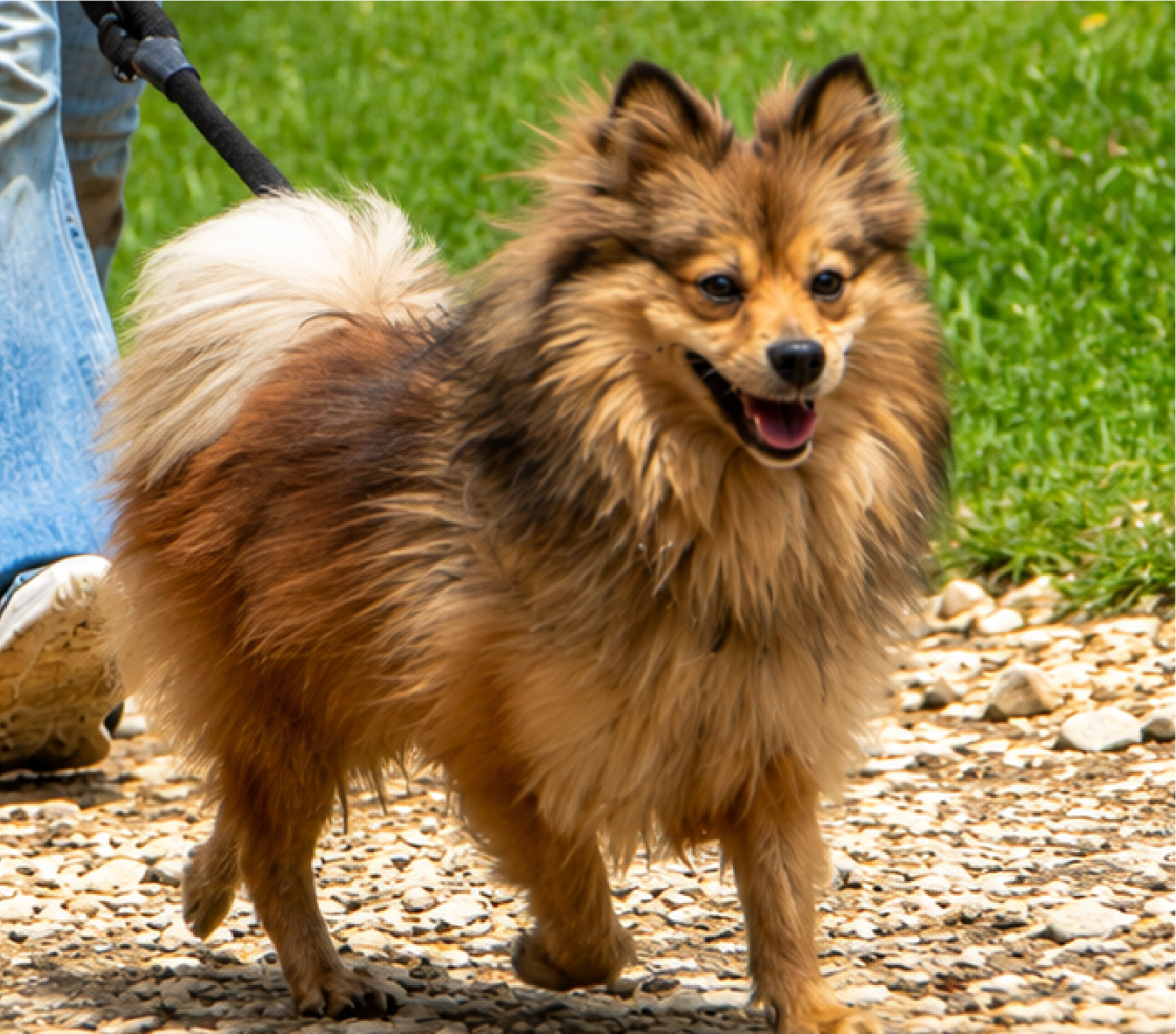 perro caminando