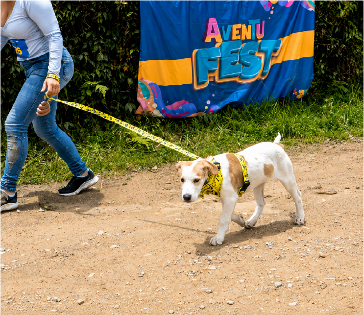perro con correa
