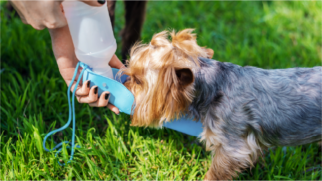 perro tomando agua